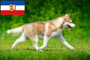 Read more about the article Husky tenyésztők és kiskutyák Schleswig-Holstein tartományban