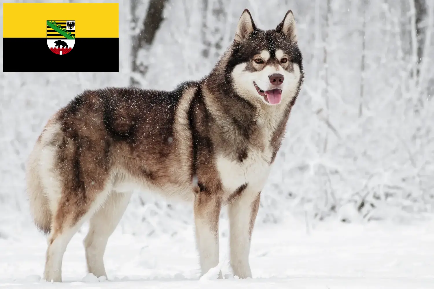 Read more about the article Husky tenyésztők és kölykök Szász-Anhaltban