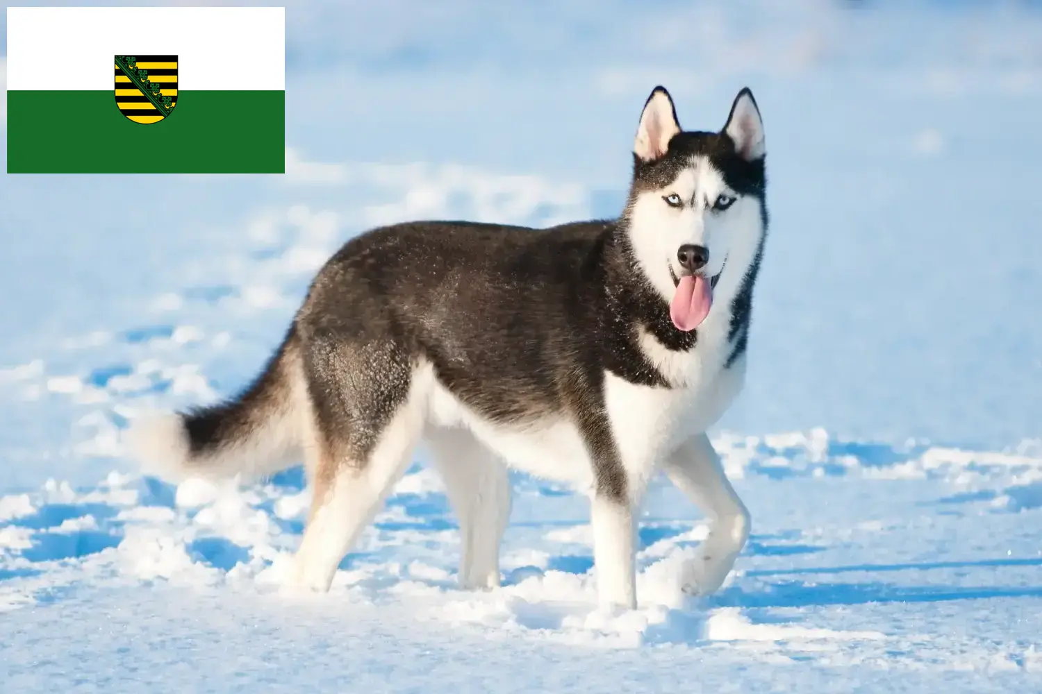 Read more about the article Husky tenyésztők és kölykök Szászországban