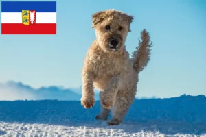 Read more about the article Irish Soft Coated Wheaten Terrier tenyésztők és kölykök Schleswig-Holstein tartományban