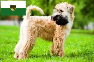 Read more about the article Irish Soft Coated Wheaten Terrier tenyésztők és kölykök Szászországban