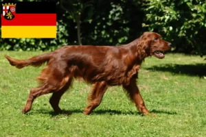 Read more about the article Irish Red Setter tenyésztők és kölykök Rajna-vidék-Pfalzban