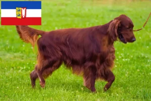 Read more about the article Irish Red Setter tenyésztők és kölykök Schleswig-Holstein tartományban