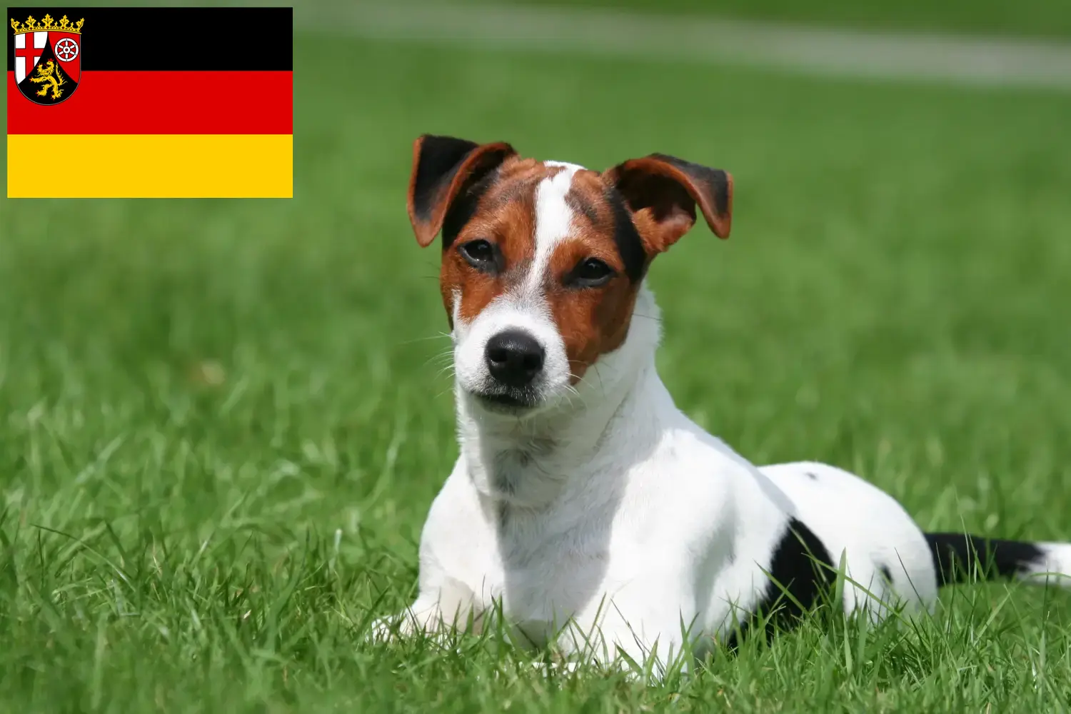 Read more about the article Jack Russell tenyésztők és kiskutyák Rajna-vidék-Pfalzban