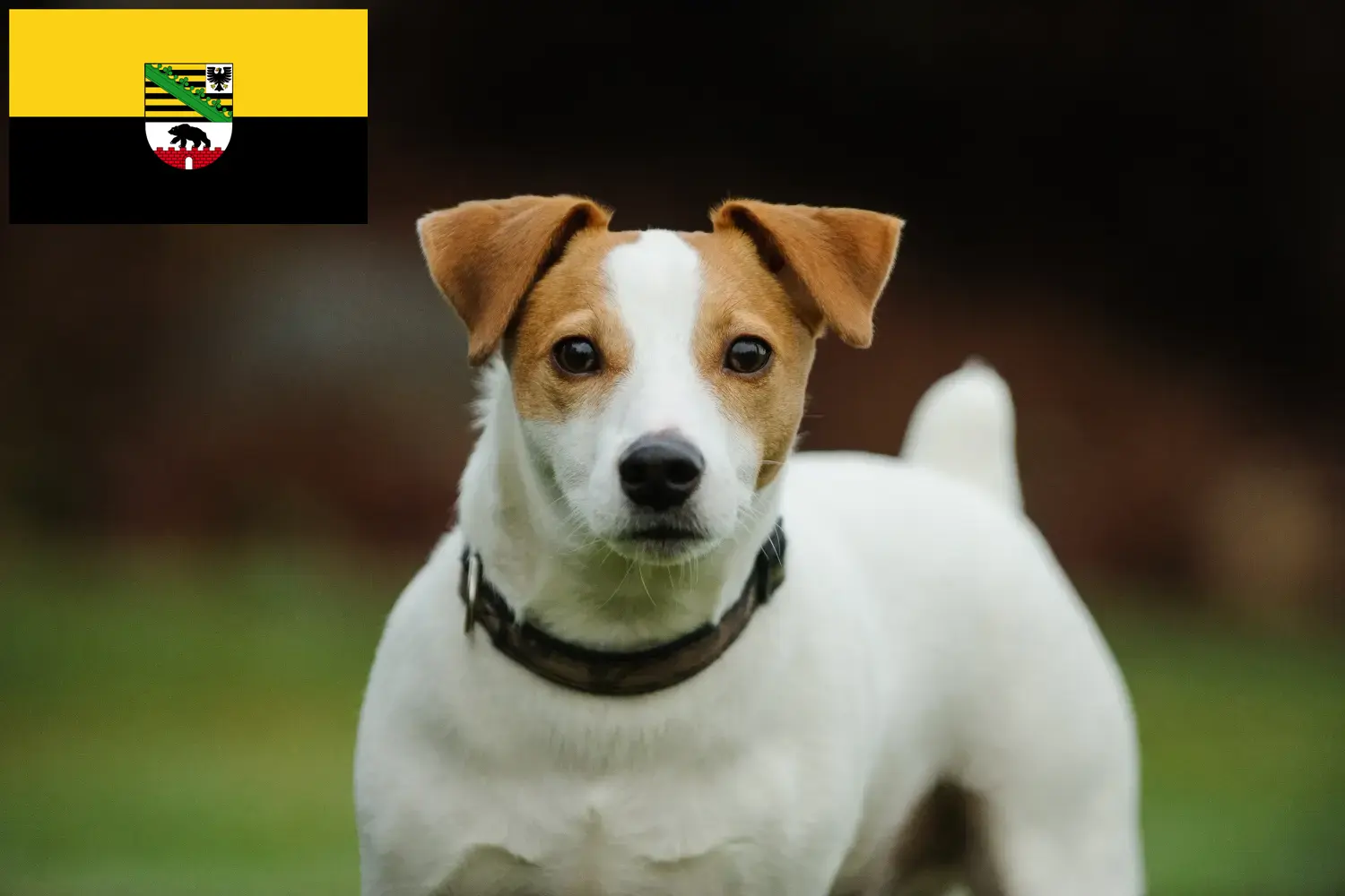 Read more about the article Jack Russell tenyésztők és kiskutyák Szász-Anhalt tartományban