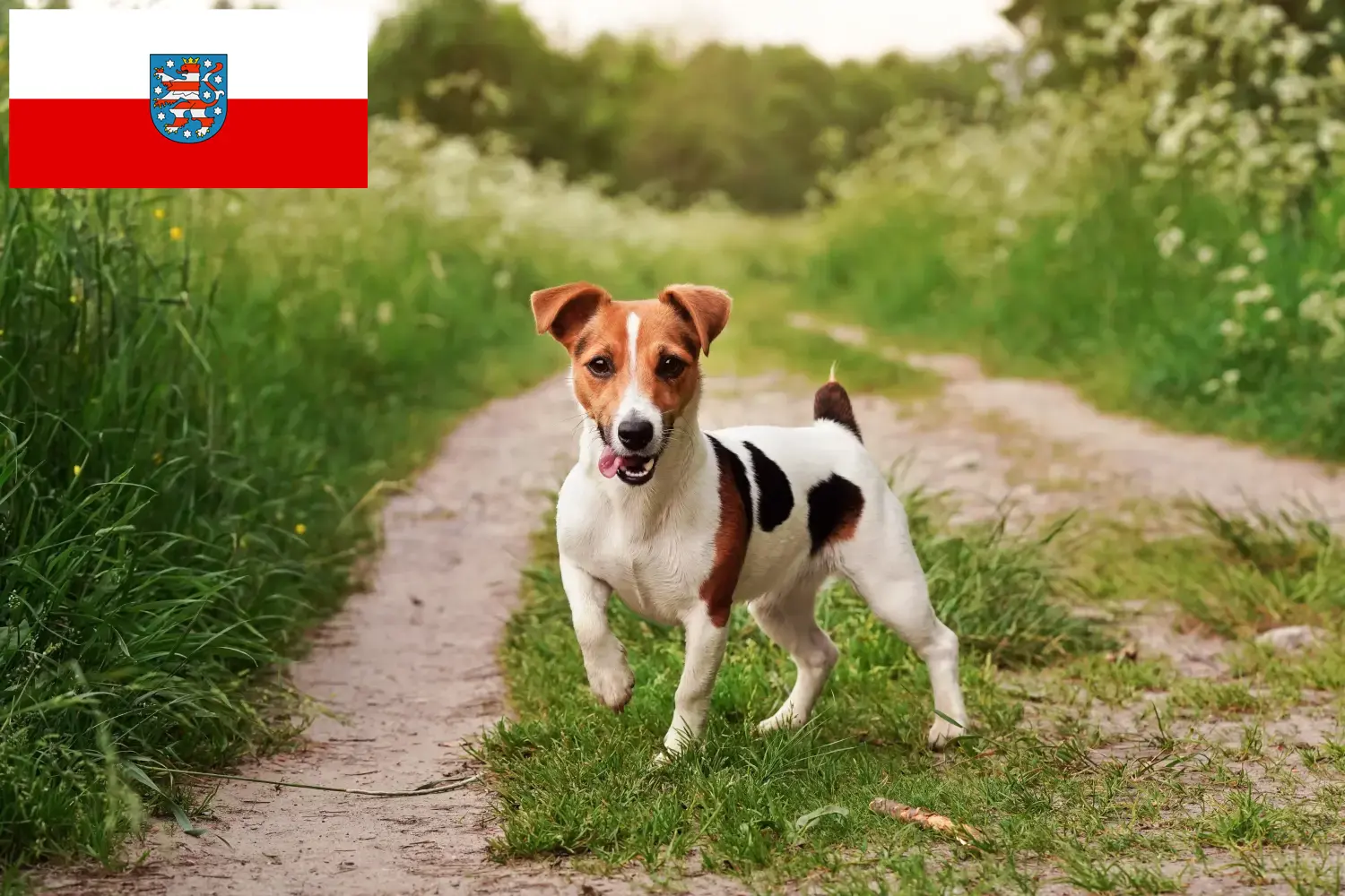 Read more about the article Jack Russell tenyésztők és kiskutyák Türingiában