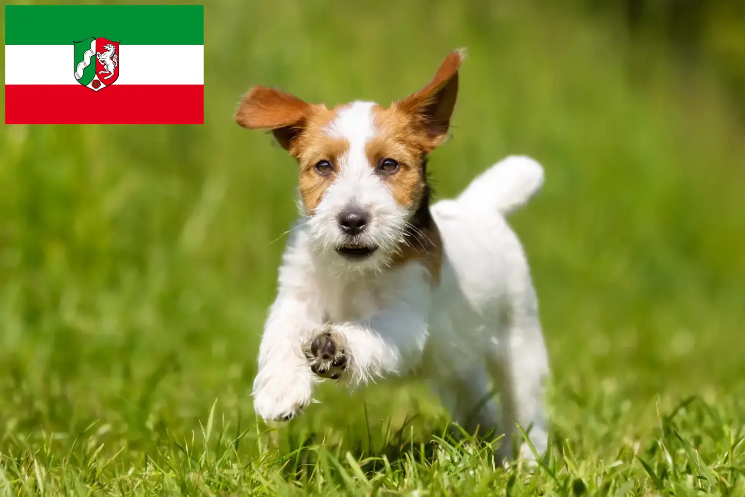 Read more about the article Jack Russell tenyésztők és kiskutyák Észak-Rajna-Vesztfália területén