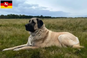 Read more about the article Kangal tenyésztők és kölykök Alsó-Szászországban