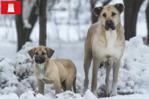 Read more about the article Kangal tenyésztők és kölykök Hamburgban