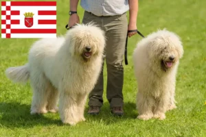 Read more about the article Komondor tenyésztők és kölykök Brémában