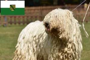 Read more about the article Komondor tenyésztők és kölykök Szászországban