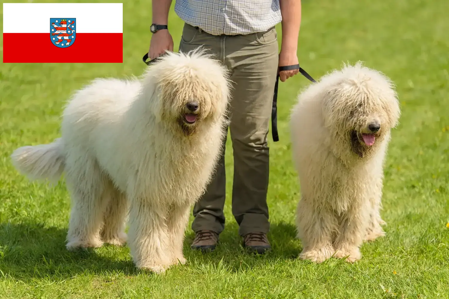 Read more about the article Komondor tenyésztők és kölykök Türingiában