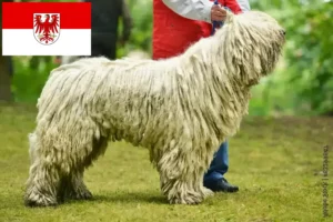 Read more about the article Komondor tenyésztők és kölykök Brandenburgban