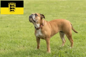 Read more about the article Kontinentális bulldog tenyésztők és kölykök Baden-Württembergben