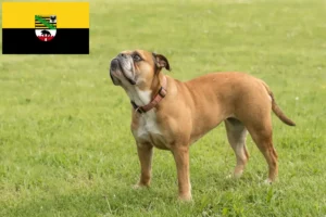 Read more about the article Kontinentális bulldog tenyésztők és kölykök Szász-Anhaltban