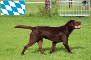 Read more about the article Labrador tenyésztők és kiskutyák Bajorországban