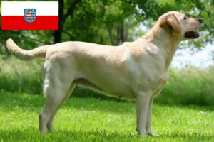 Read more about the article Labrador tenyésztők és kölykök Türingiában