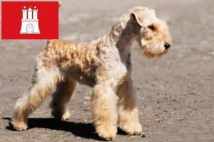 Read more about the article Lakeland Terrier tenyésztők és kölykök Hamburgban