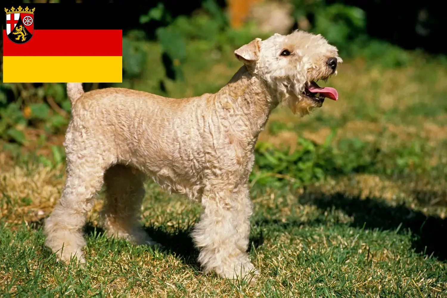 Read more about the article Lakeland Terrier tenyésztők és kiskutyák Rajna-vidék-Pfalzban