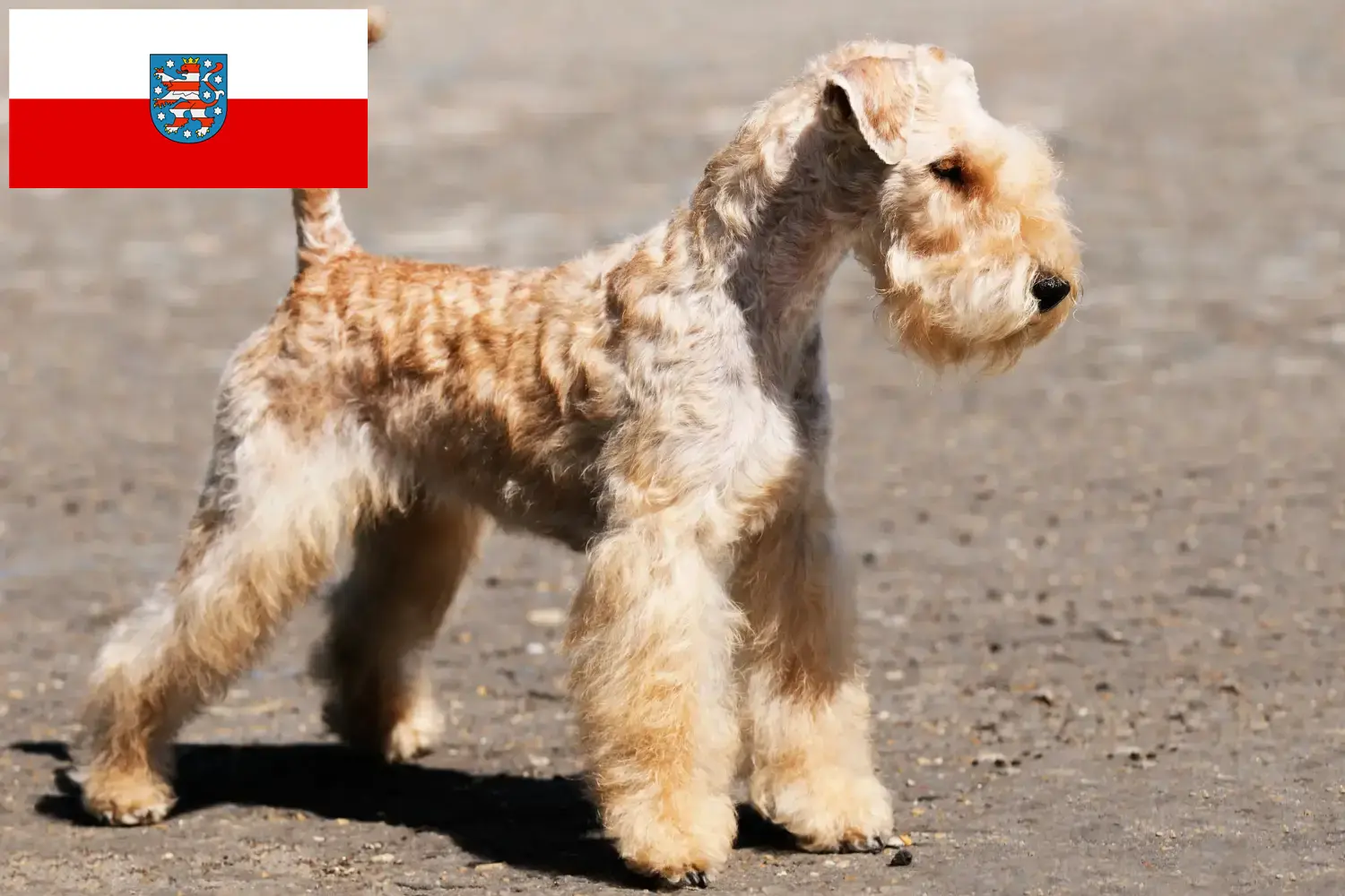 Read more about the article Lakeland Terrier tenyésztők és kölykök Türingiában