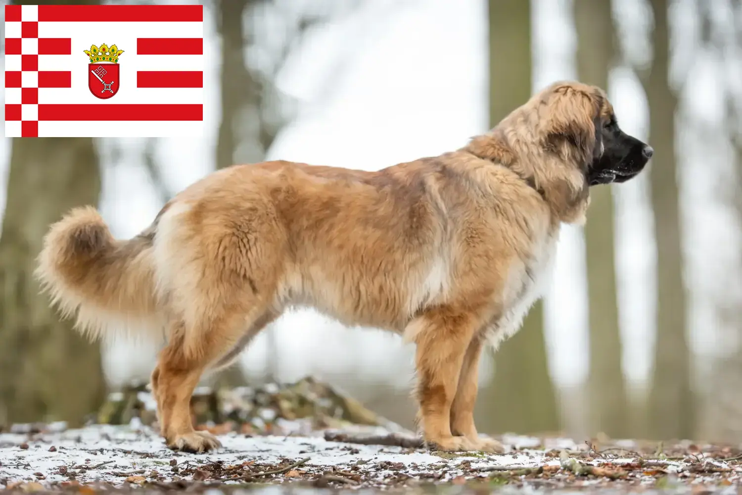 Read more about the article Leonberger tenyésztők és kiskutyák Brémában