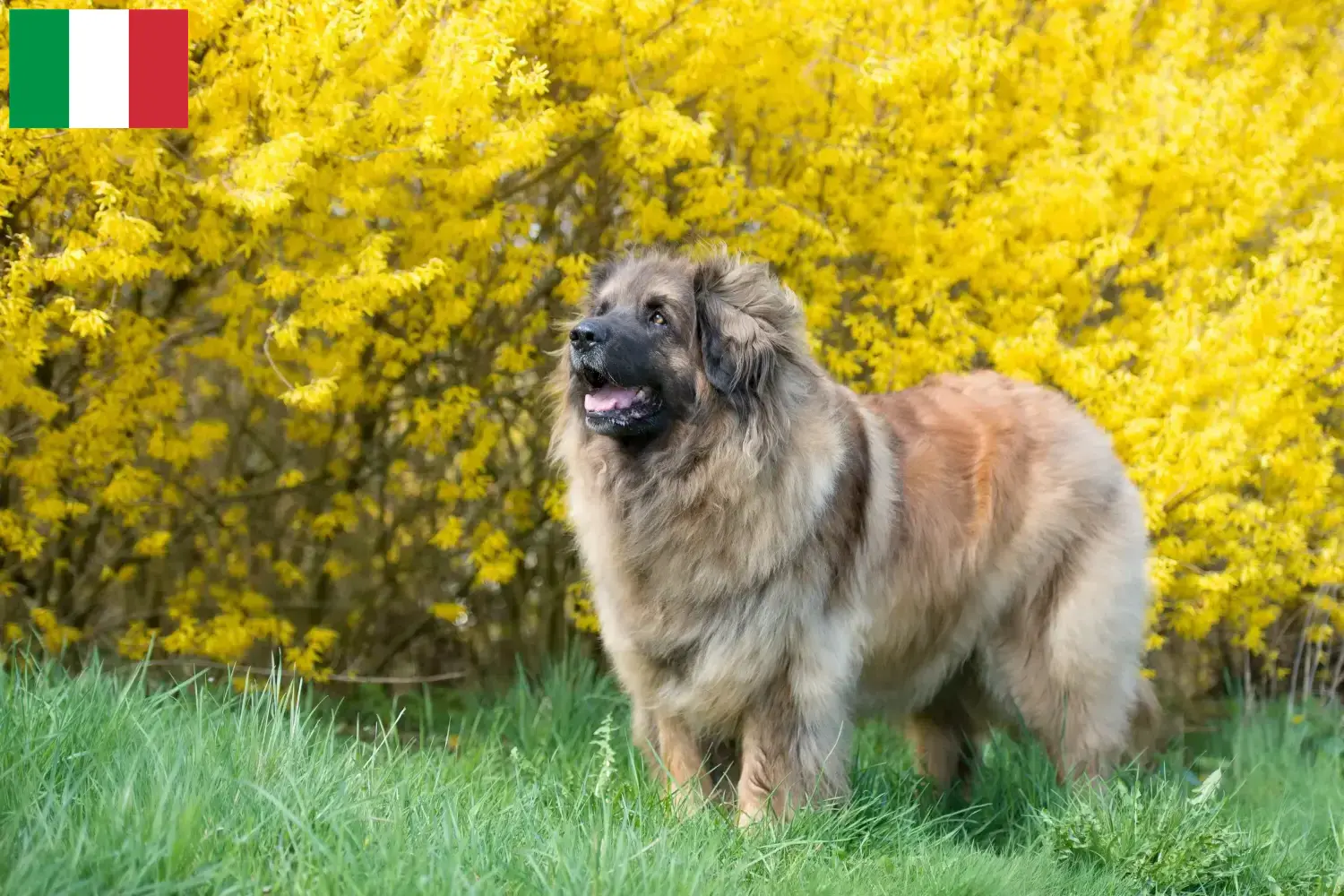 Read more about the article Leonberger tenyésztők és kölykök Olaszországban