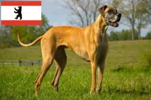 Read more about the article Német dog tenyésztő és kölykök Berlinben