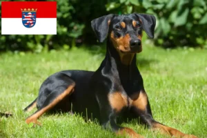 Read more about the article Német pinscher tenyésztők és kölykök Hessenben