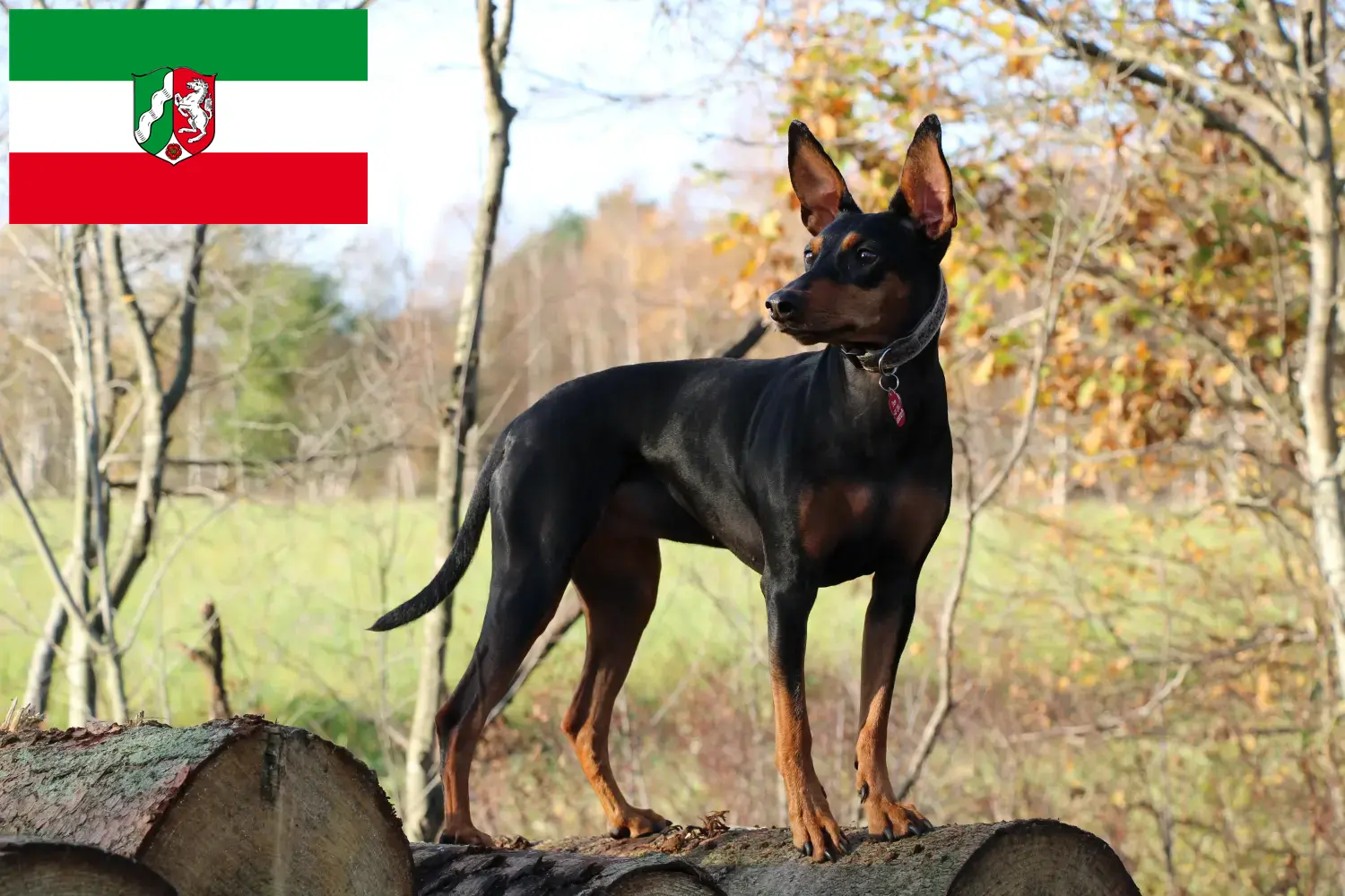 Read more about the article Német pinscher tenyésztők és kölykök Észak-Rajna-Vesztfália területén