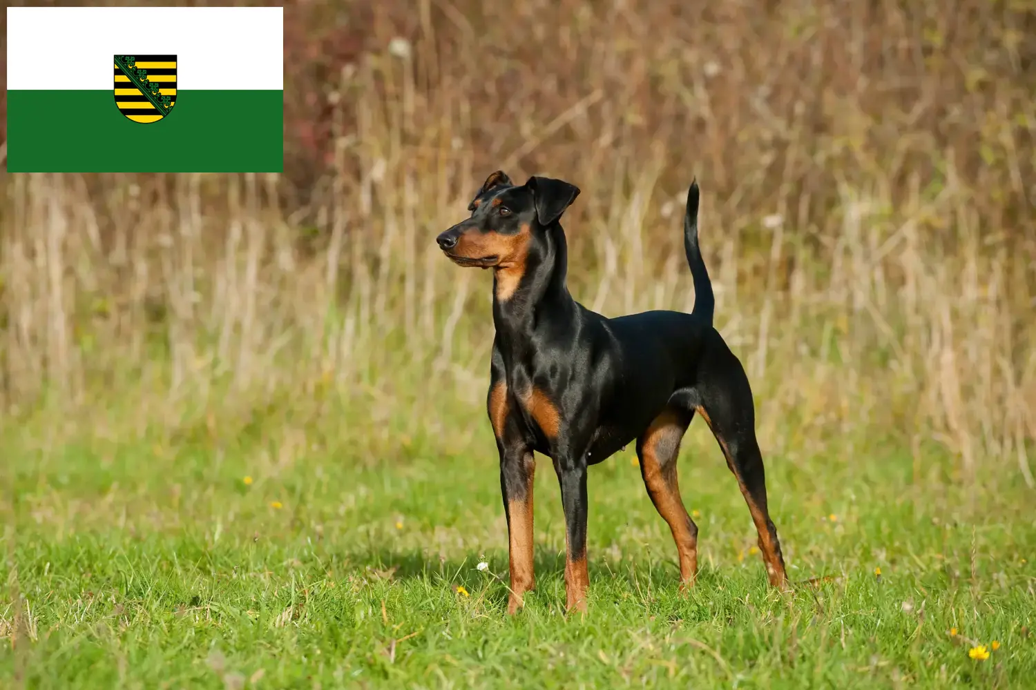 Read more about the article Német pinscher tenyésztők és kiskutyák Szászországban