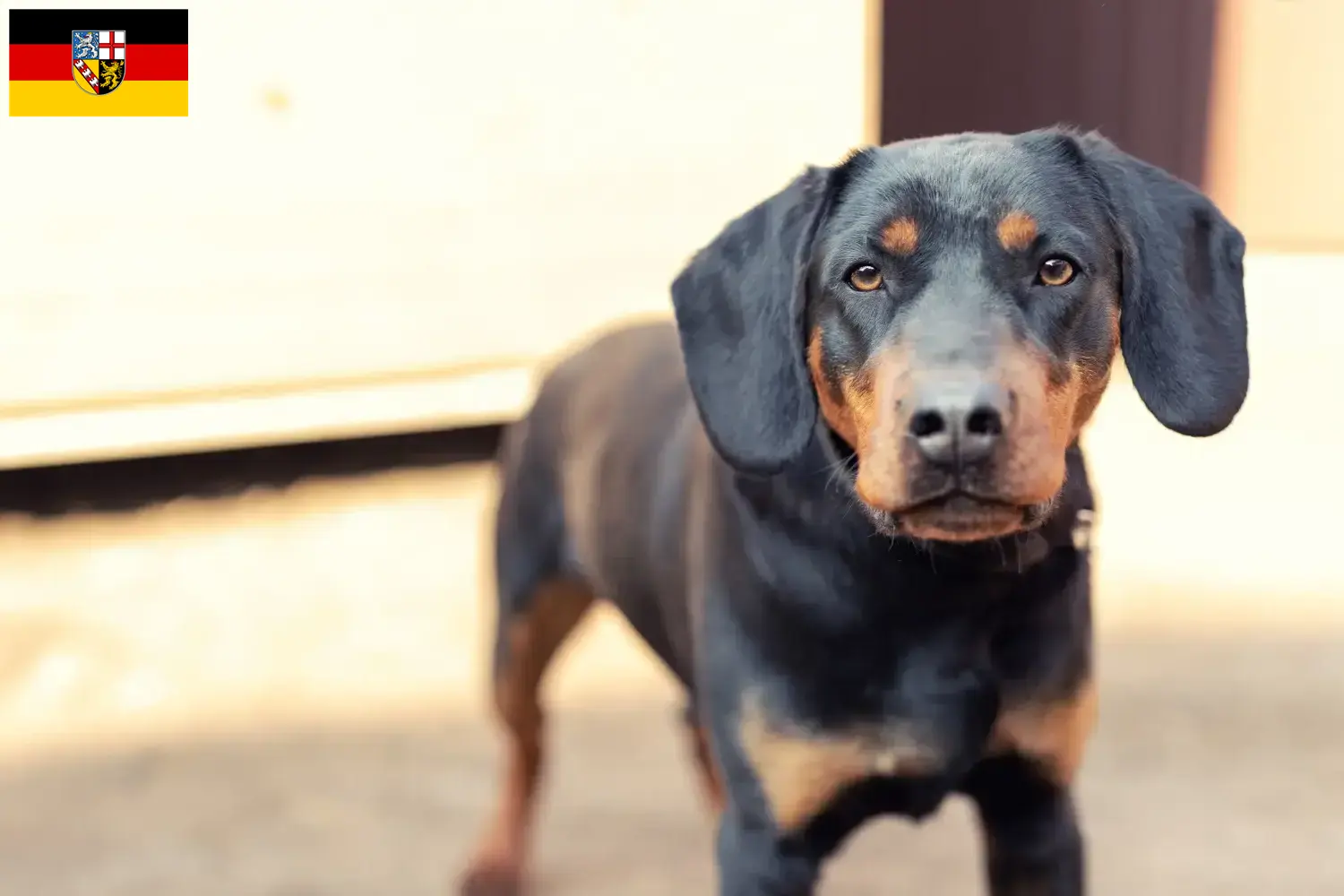 Read more about the article Német vadászterrier tenyésztők és kölykök Saar-vidéken