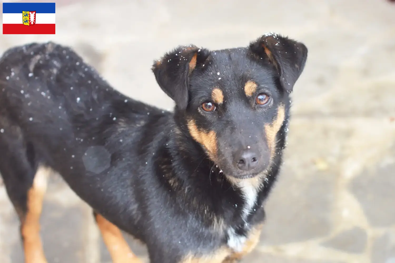 Read more about the article Német vadászterrier tenyésztők és kiskutyák Schleswig-Holstein tartományban