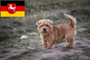 Read more about the article Norfolk terrier tenyésztők és kiskutyák Alsó-Szászországban