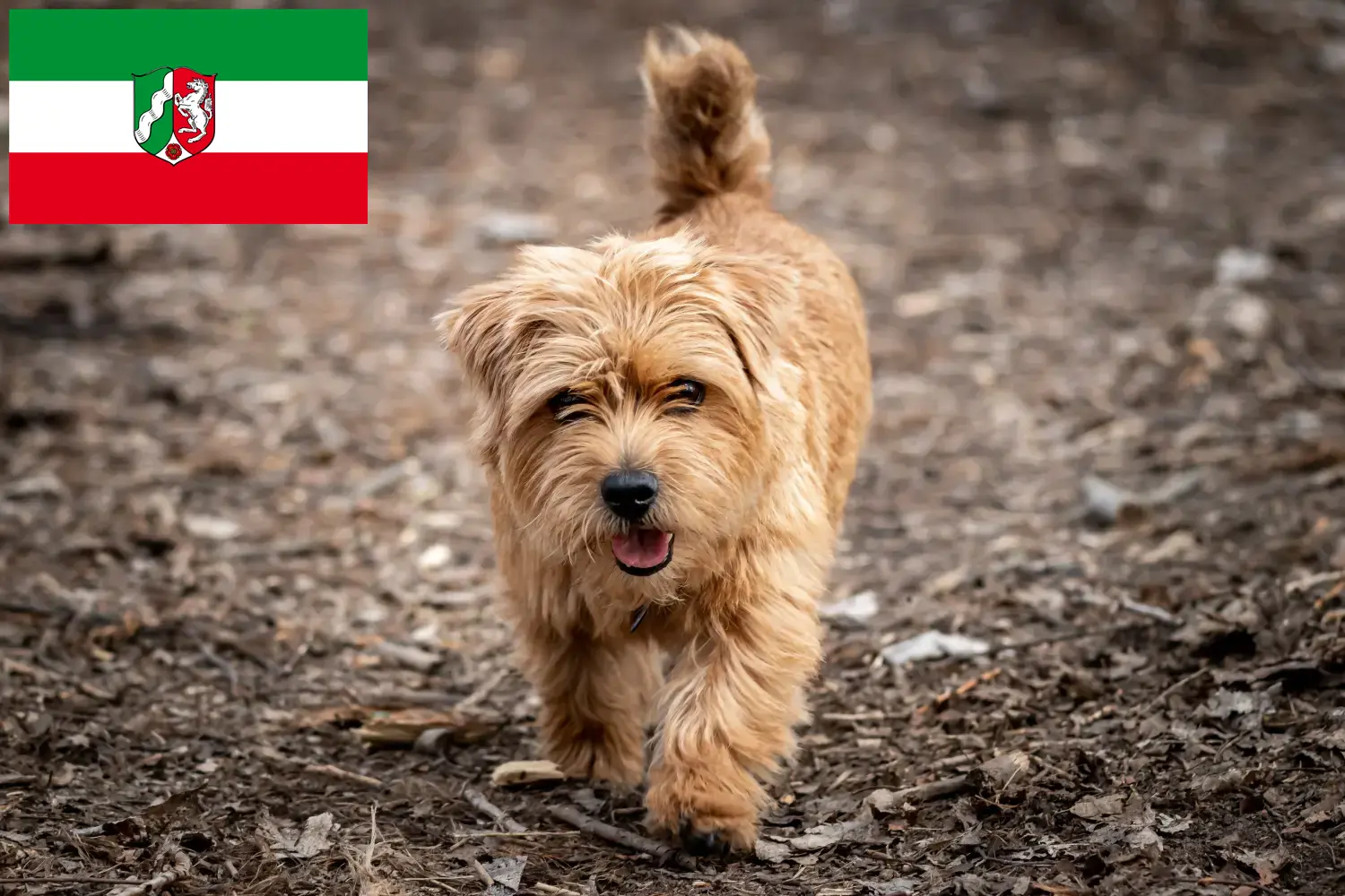 Read more about the article Norfolk terrier tenyésztők és kiskutyák Észak-Rajna-Vesztfália területén