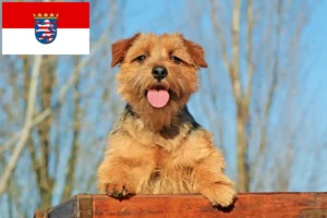 Read more about the article Norfolk terrier tenyésztők és kölykök Hessenben