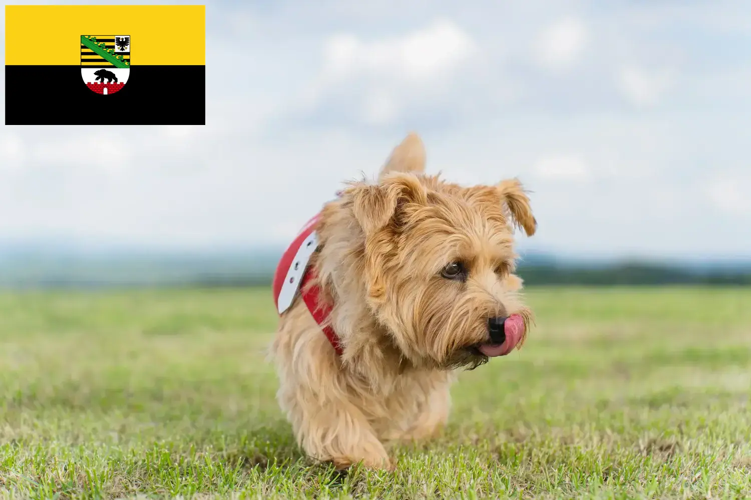 Read more about the article Norfolk terrier tenyésztők és kölykök Szász-Anhaltban