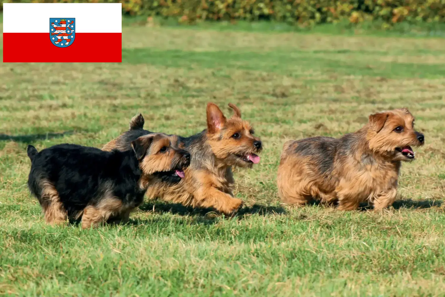 Read more about the article Norfolk terrier tenyésztők és kölykök Türingiában