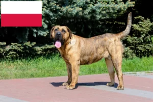 Read more about the article Presa Canario tenyésztők és kölykök Lengyelországban