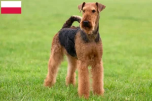 Read more about the article Airedale terrier tenyésztők és kölykök Lengyelországban