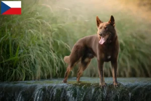 Read more about the article Ausztrál kelpie tenyésztők és kölykök Csehországban