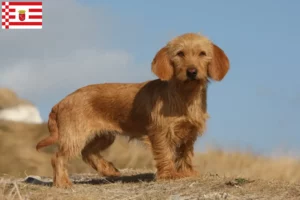 Read more about the article Basset fauve de Bretagne tenyésztők és kölykök Brémában