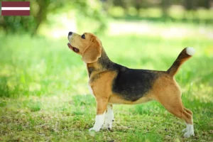 Read more about the article Beagle tenyésztők és kölykök Lettországban