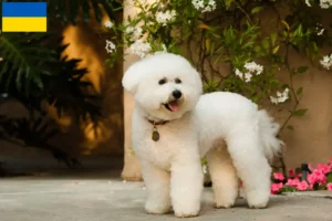 Read more about the article Bichon Frisé tenyésztők és kölykök Ukrajnában