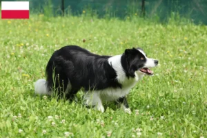 Read more about the article Border Collie tenyésztők és kölykök Lengyelországban