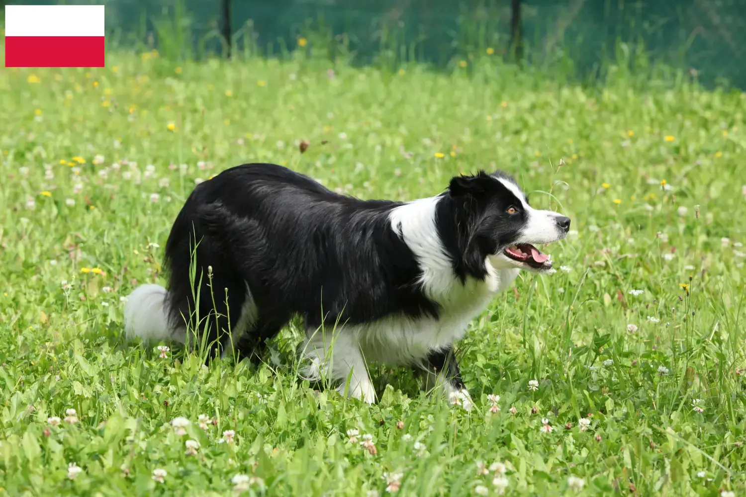 Read more about the article Border Collie tenyésztők és kölykök Lengyelországban