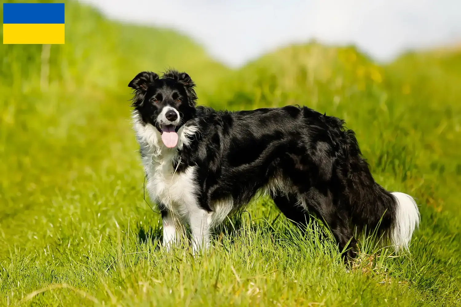 Read more about the article Border Collie tenyésztők és kölykök Ukrajnában