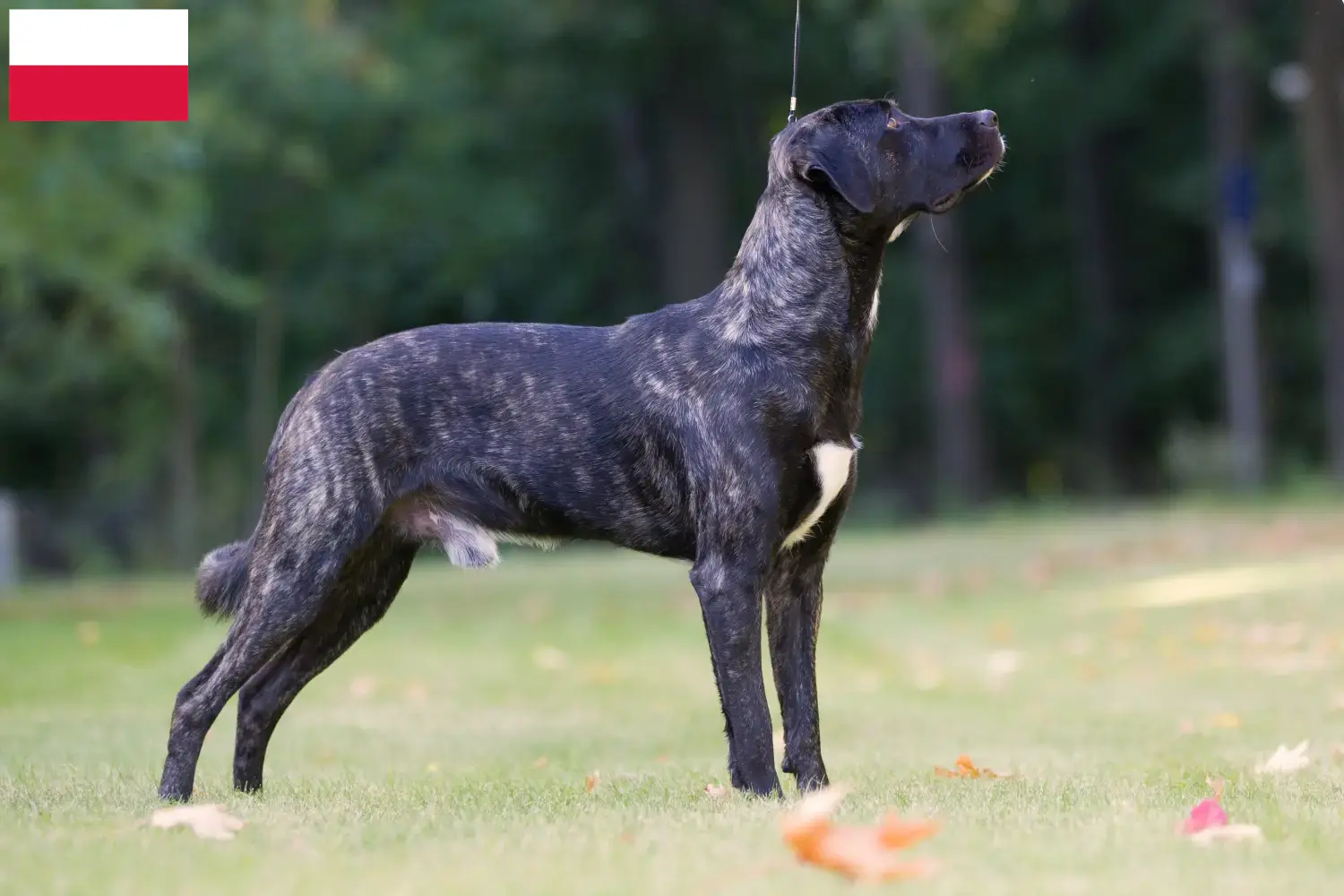 Read more about the article Cão Fila de São Miguel tenyésztők és kiskutyák Lengyelországban