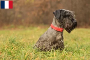 Read more about the article Cseh terrier tenyésztő és kölykök Franciaországban