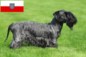 Read more about the article Cseh terrier tenyésztő és kölykök Türingiában