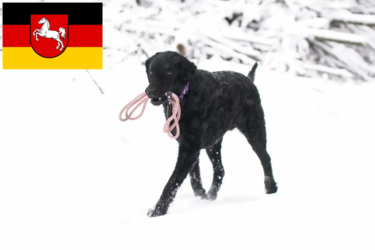 Read more about the article Curly Coated Retriever tenyésztők és kiskutyák Alsó-Szászországban